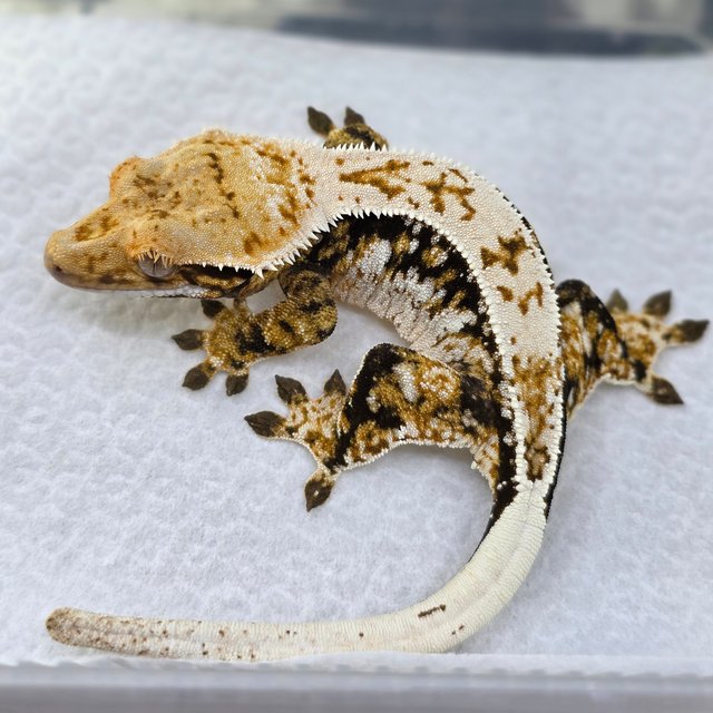 Quad Drippy Normal Pinstripe White Spot