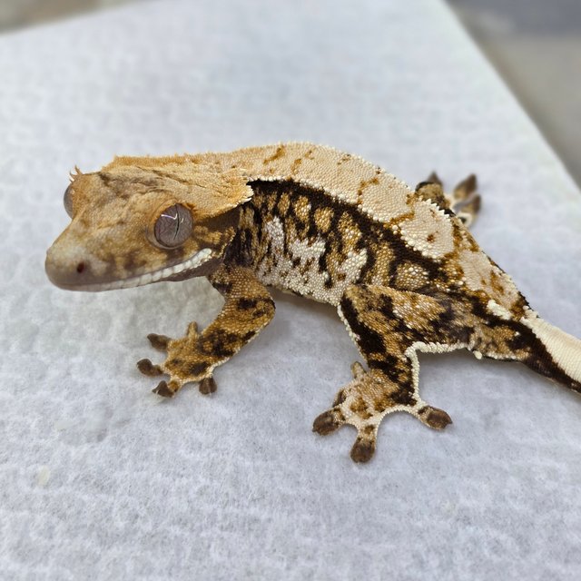 Normal Tri Extreme Harlequin Drippy White Spot Pinstripe