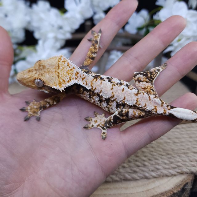 Normal Extreme Harlequin Tri Drippy White Spot Barb