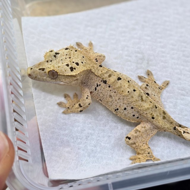 Dalmatian Super Dalmatian