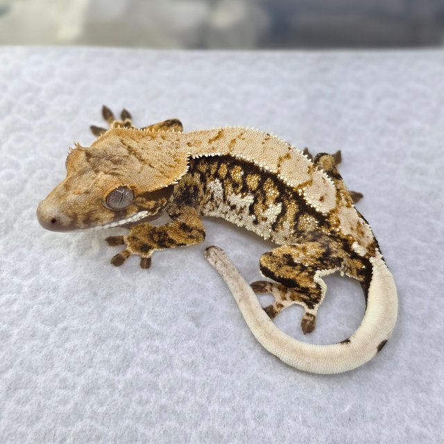 Normal Tri Extreme Harlequin Drippy White Spot Pinstripe