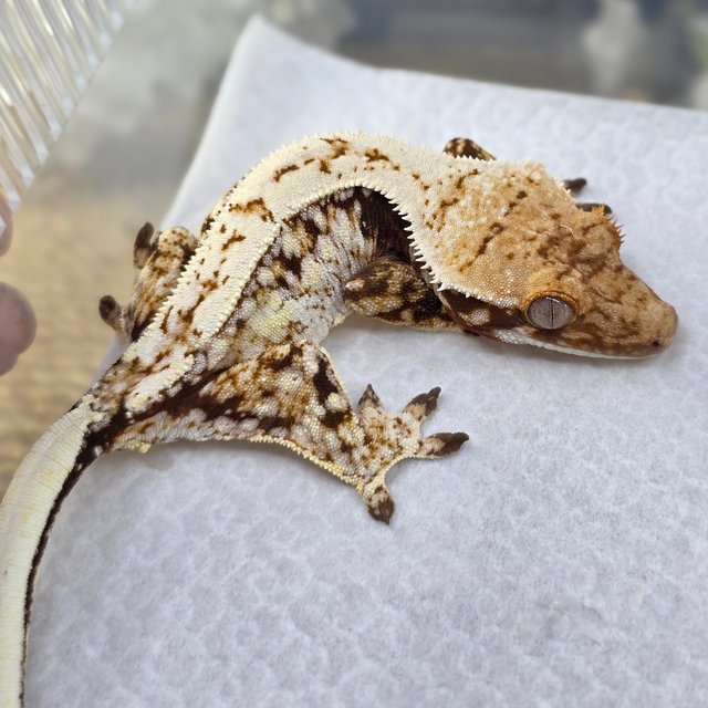 Normal Quad Drippy White Spot Red Pinstripe