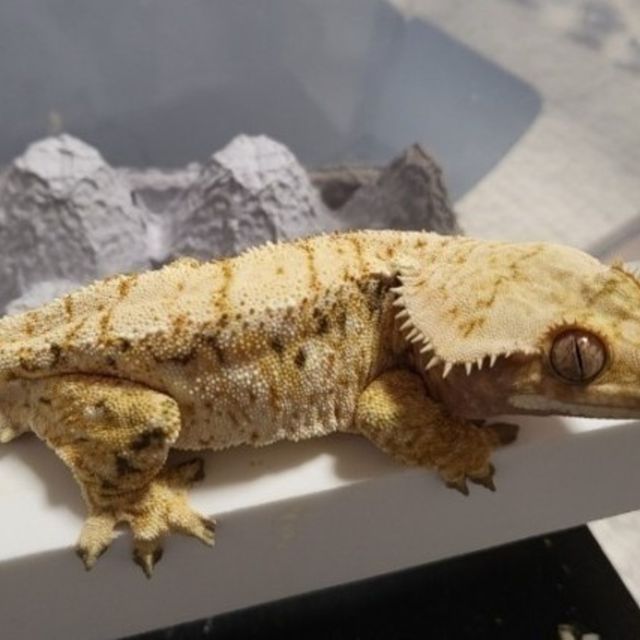 Normal Tri Extreme Harlequin Drippy White Spot