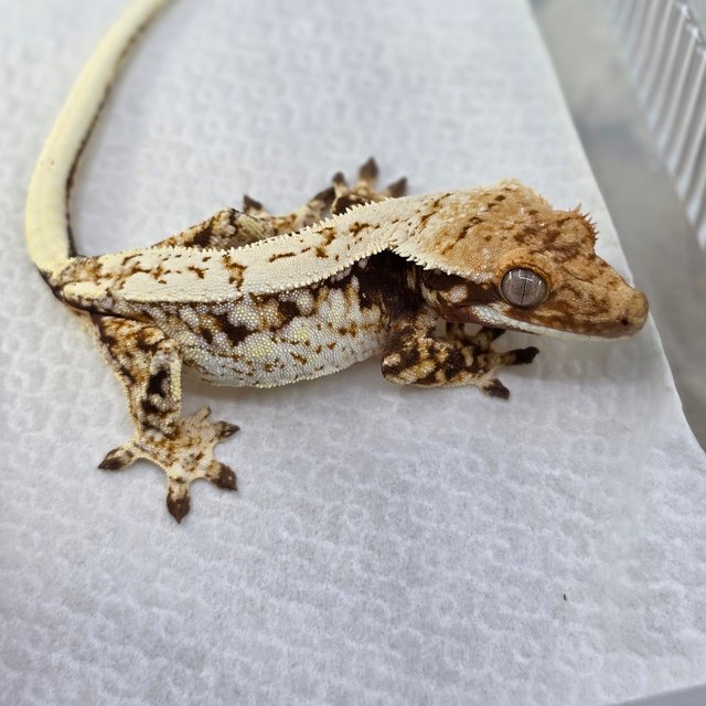 Normal Quad Drippy White Spot Red Pinstripe