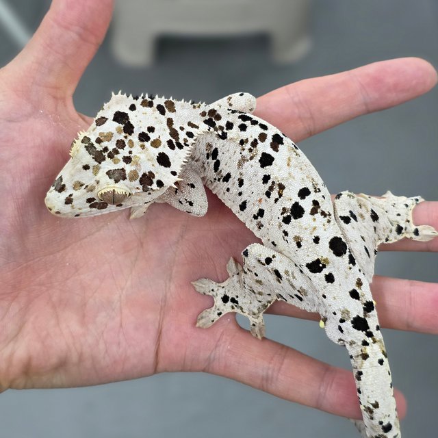 Dalmatian Super Dalmatian