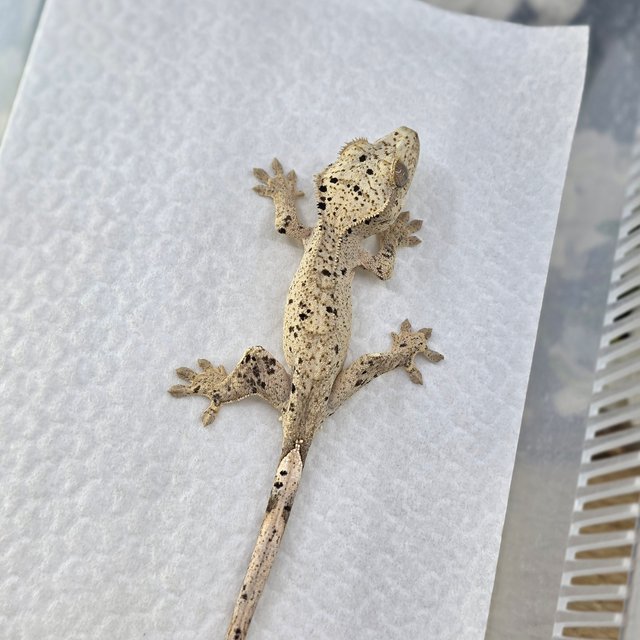 Super Dalmatian Dalmatian