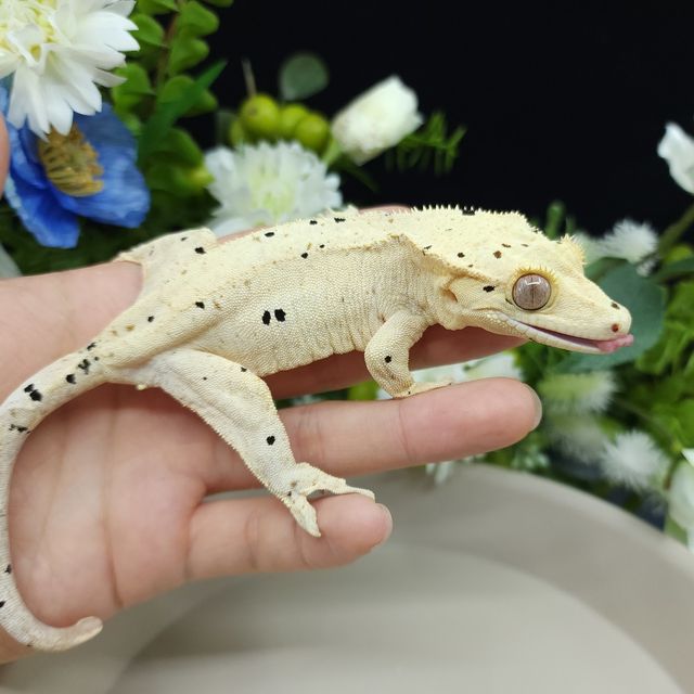 Super Dalmatian Dalmatian