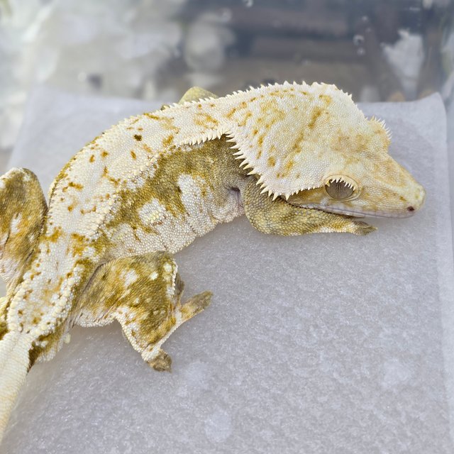 Normal Cream Creamsicle Yellow Drippy White Spot