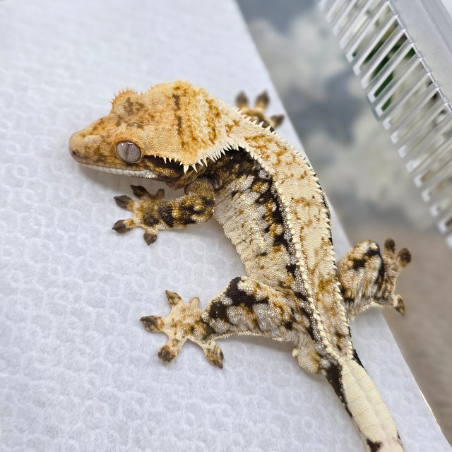 Normal Tri Drippy White Spot Quad Pinstripe