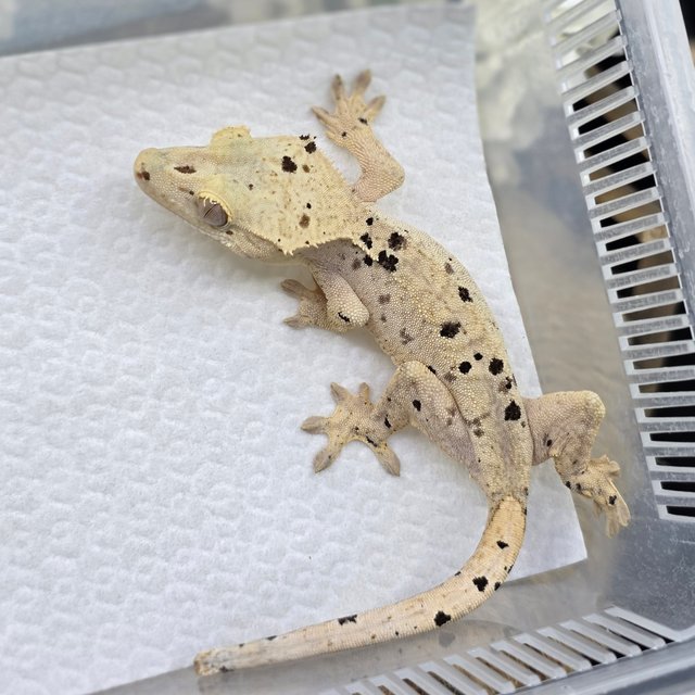 Dalmatian Super Dalmatian