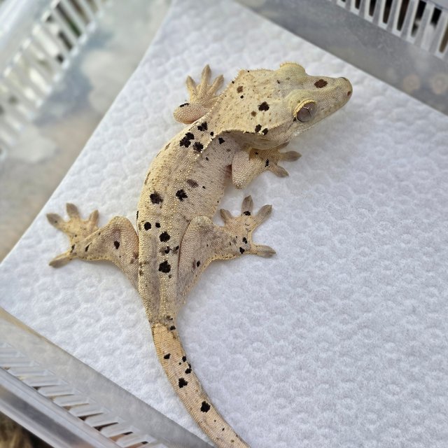 Dalmatian Super Dalmatian