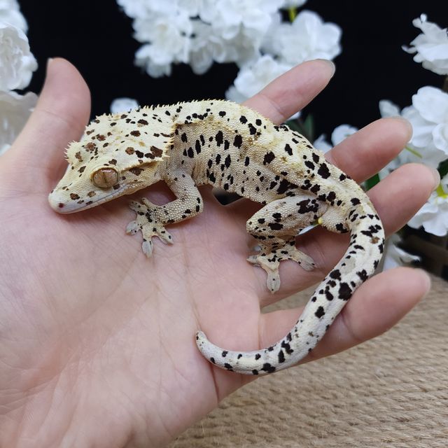 Dalmatian Super Dalmatian