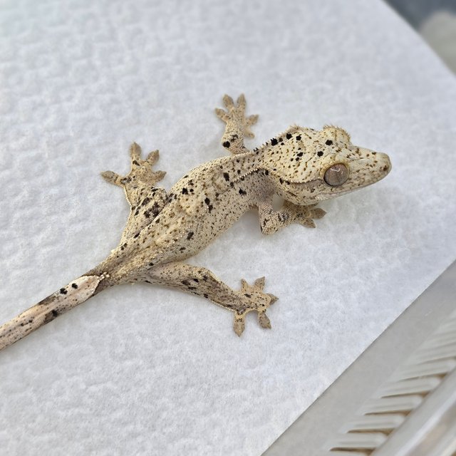 Super Dalmatian Dalmatian