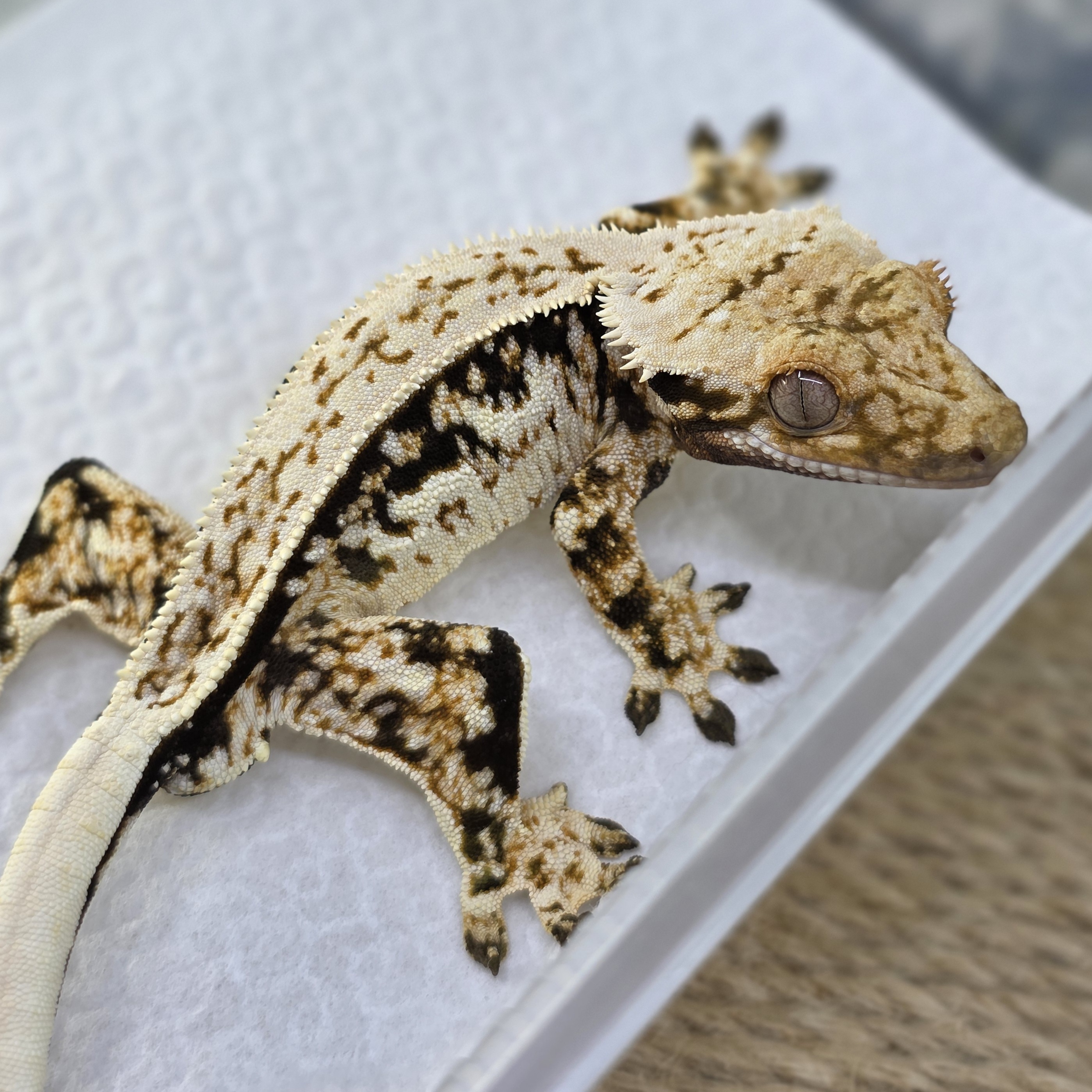 Normal Tri Quad White Spot Full Pinstripe Pinstripe