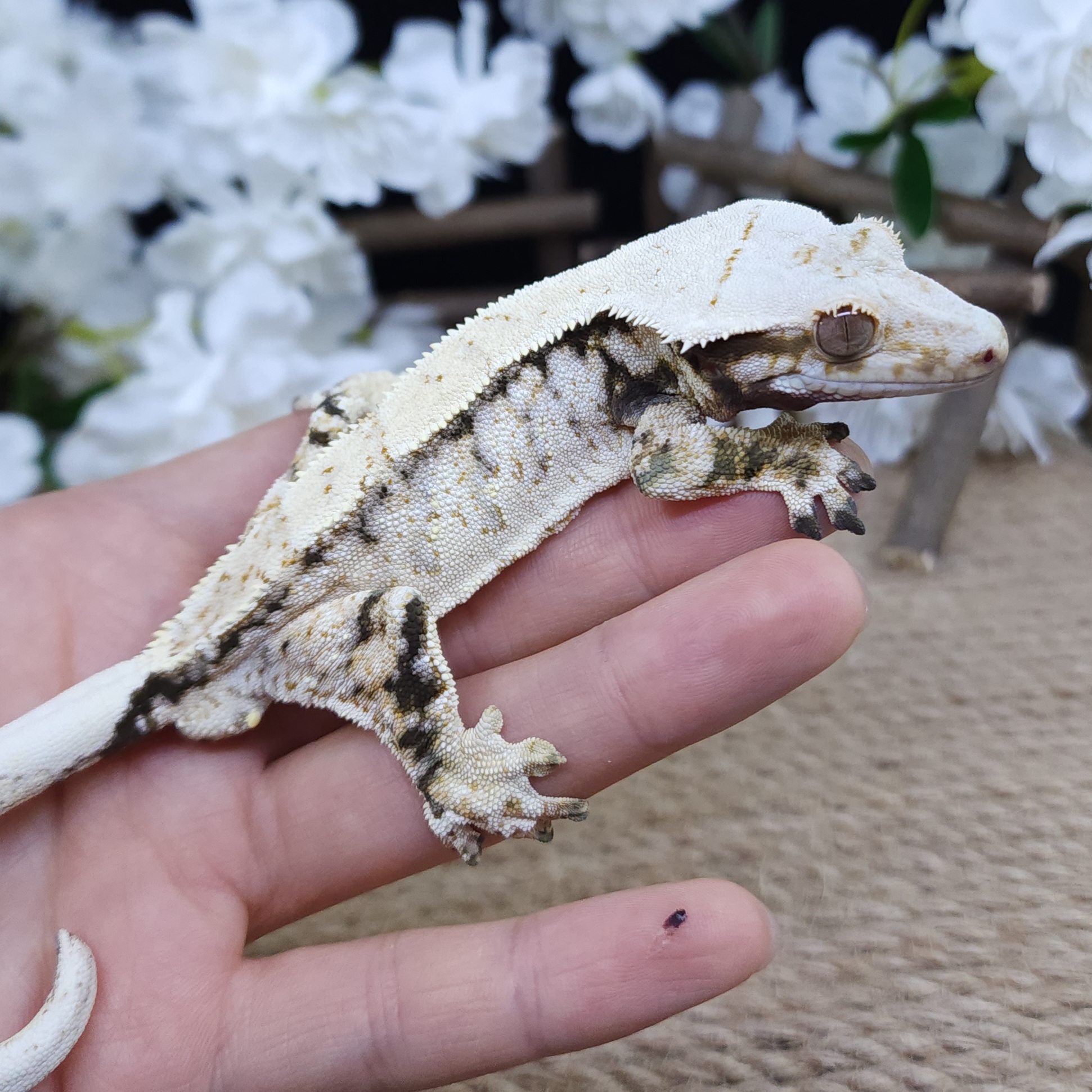 Normal Tri Extreme Harlequin Drippy White Spot