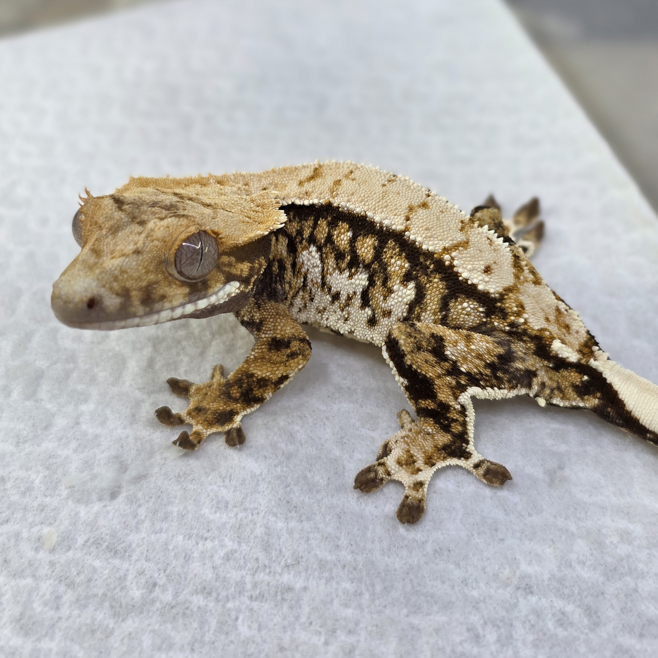 Normal Tri Extreme Harlequin Drippy White Spot Pinstripe