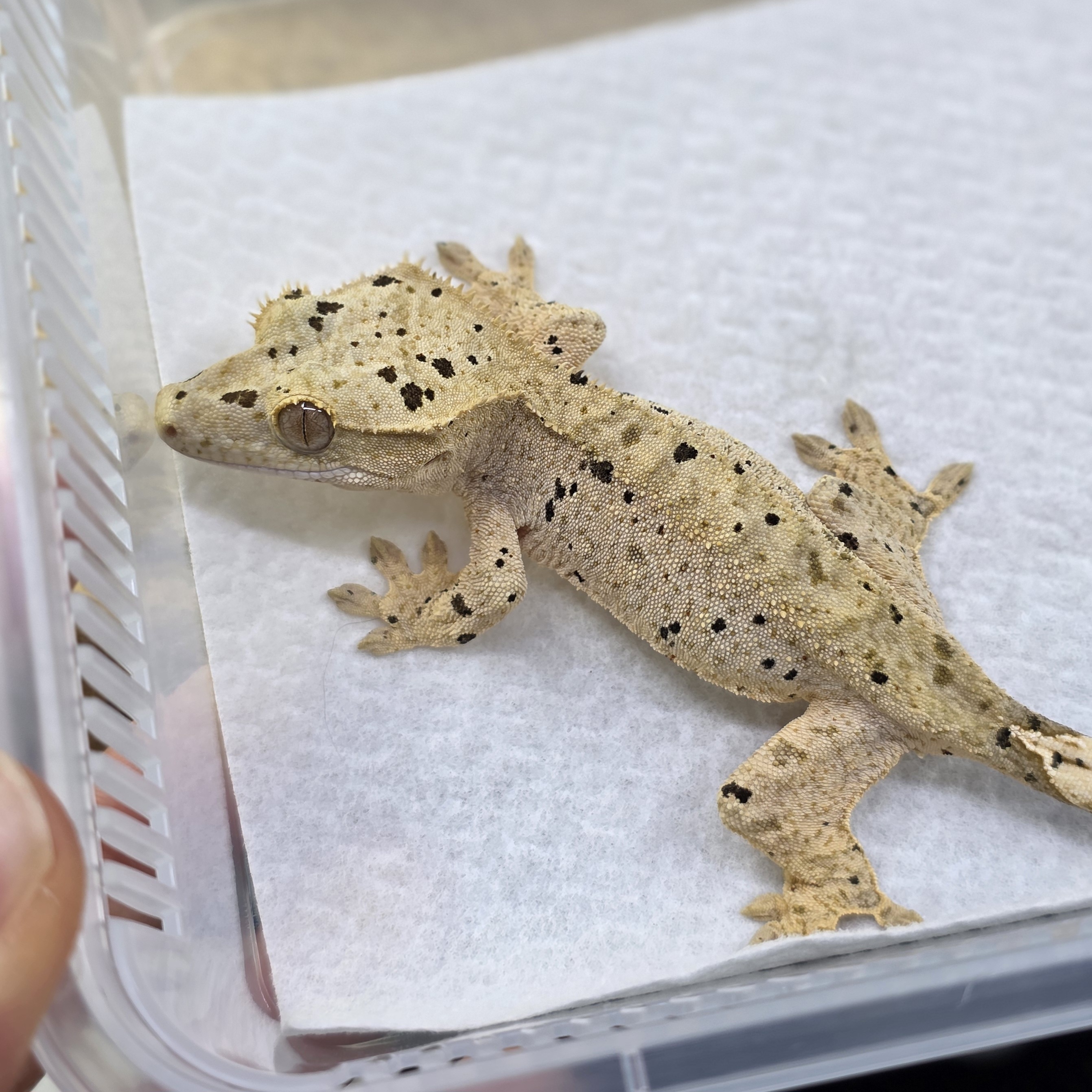 Dalmatian Super Dalmatian