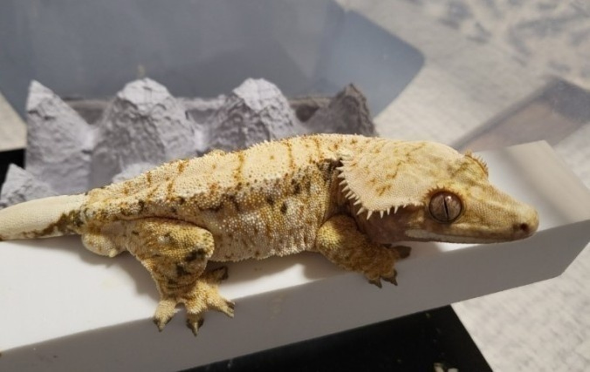 Normal Tri Extreme Harlequin Drippy White Spot