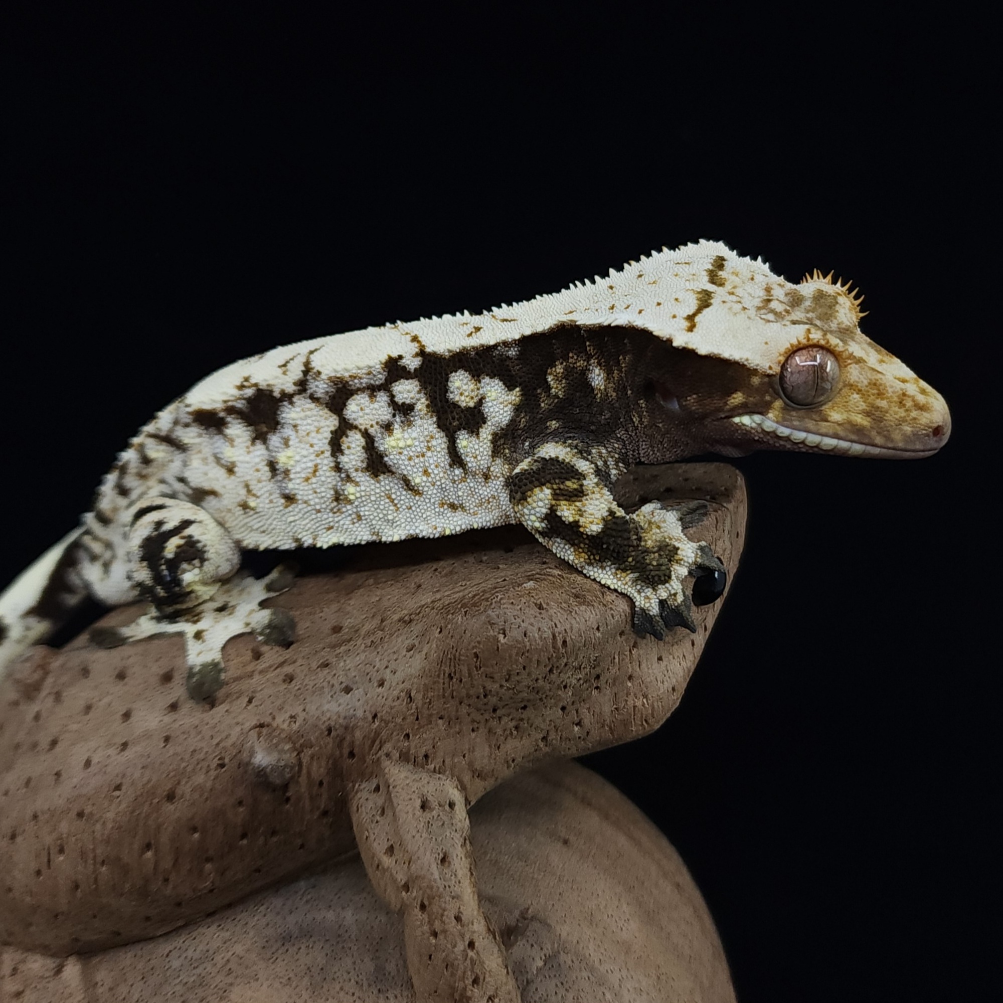 Dark Black White Extreme Harlequin Drippy White Spot