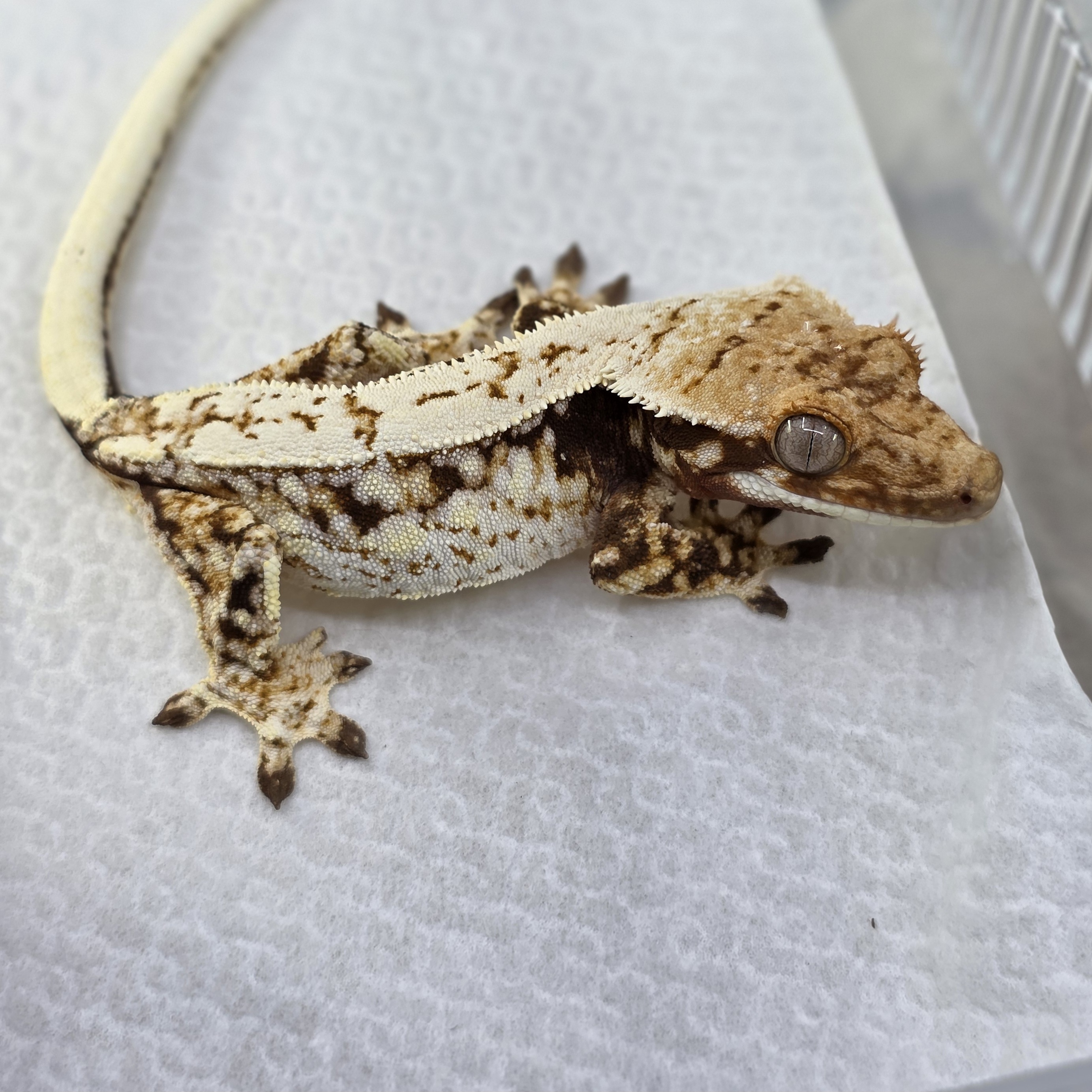 Normal Quad Drippy White Spot Red Pinstripe