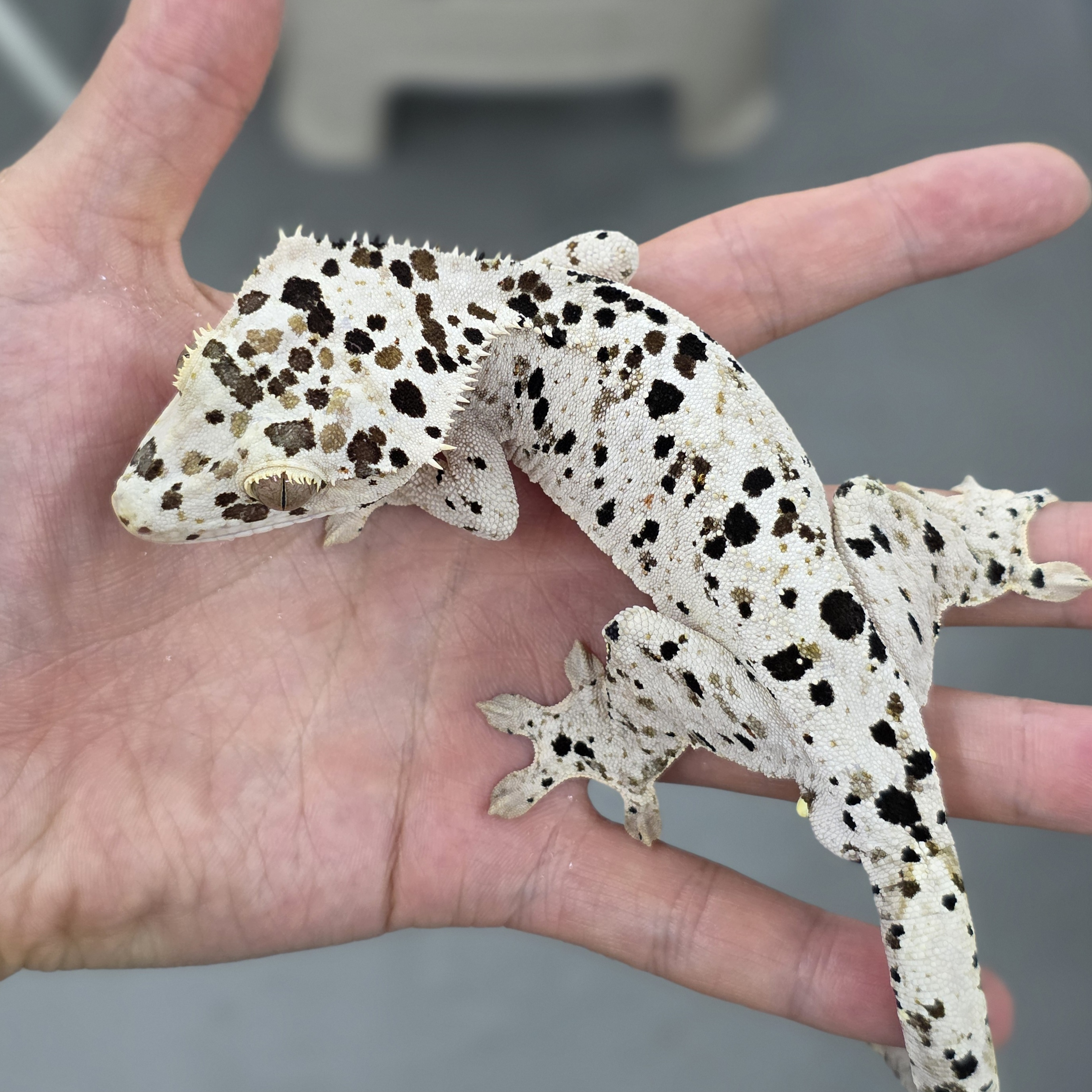 Dalmatian Super Dalmatian