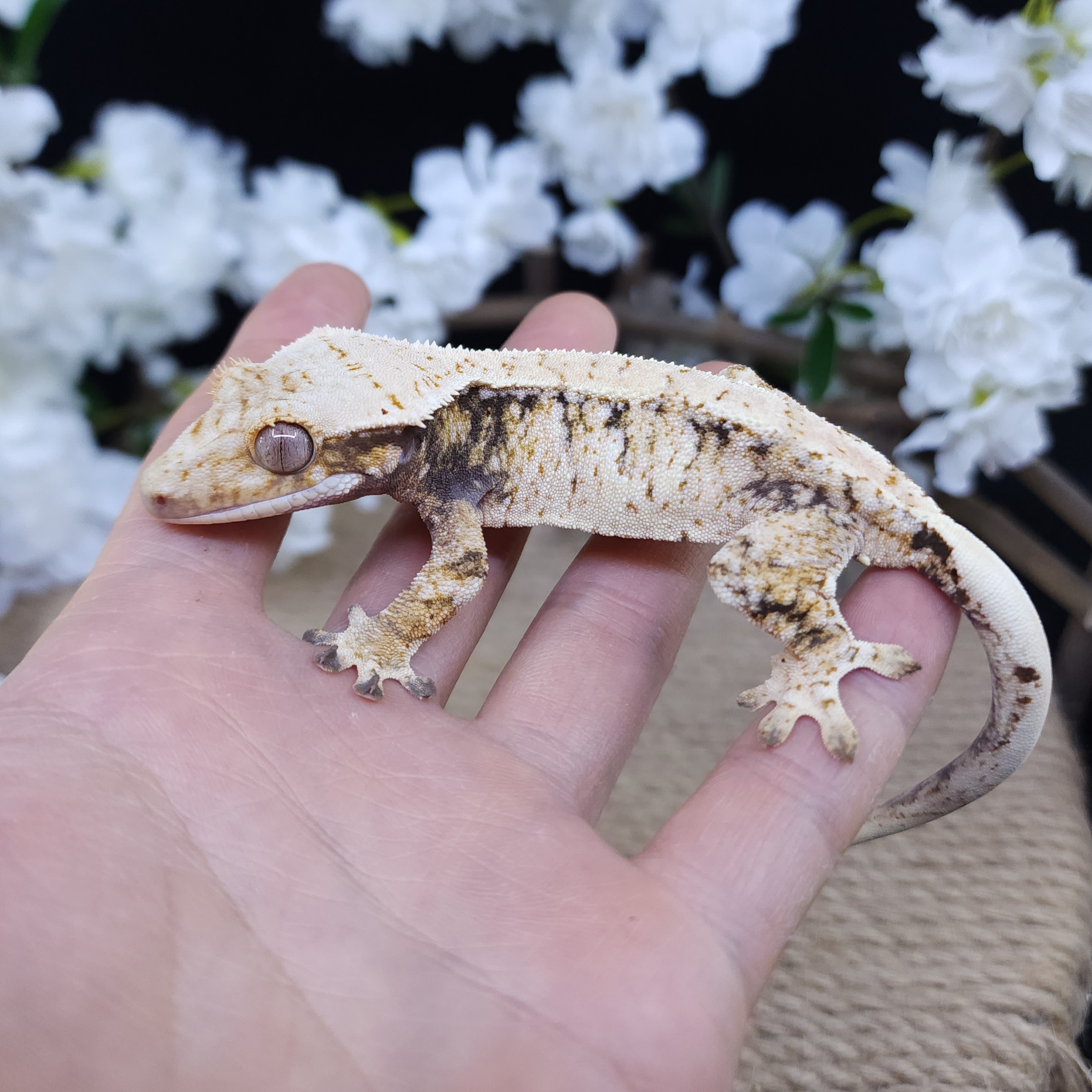 Drippy White Spot Barb Tri Extreme Harlequin Normal