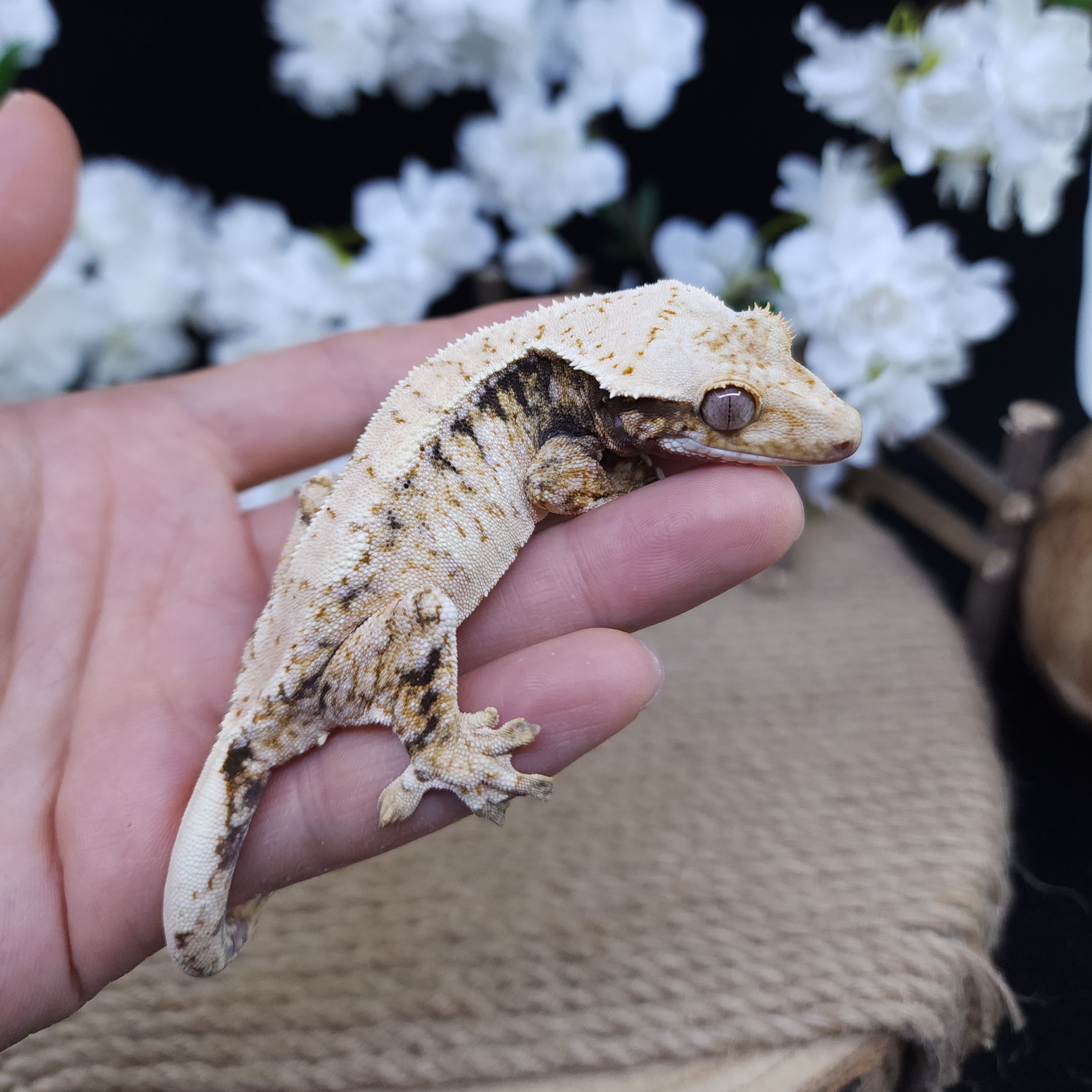 Drippy White Spot Barb Tri Extreme Harlequin Normal