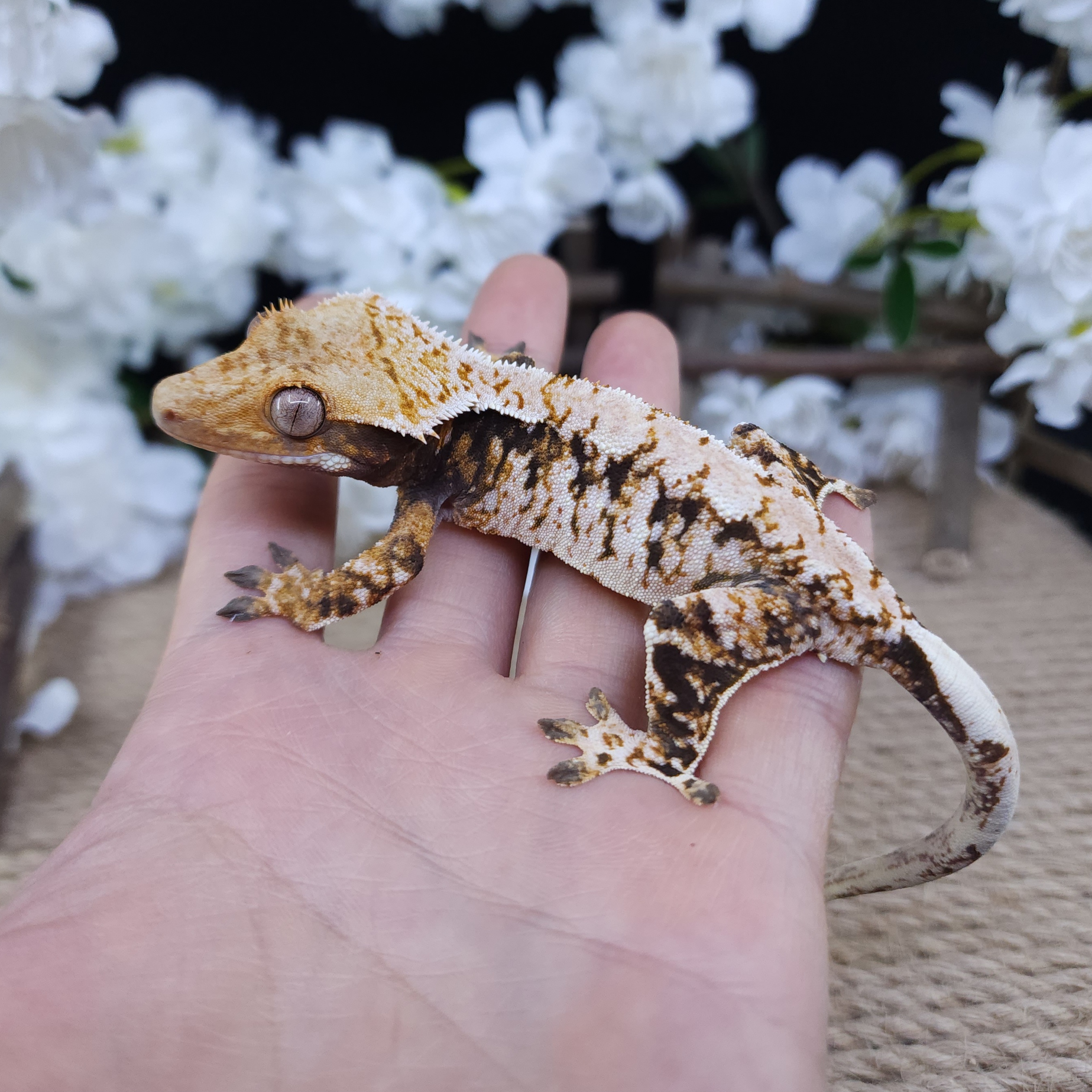 Normal Extreme Harlequin Tri Drippy White Spot Barb