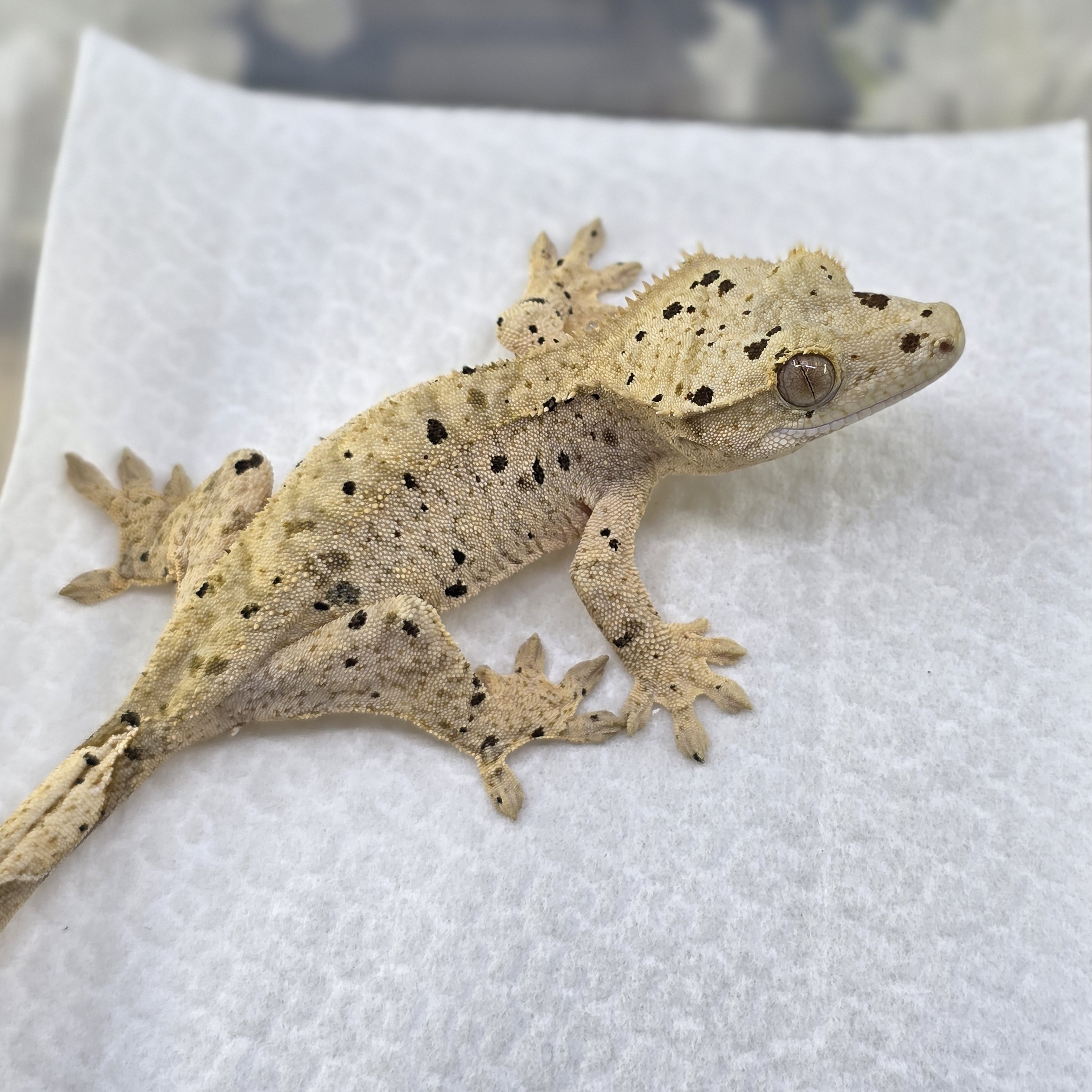 Dalmatian Super Dalmatian