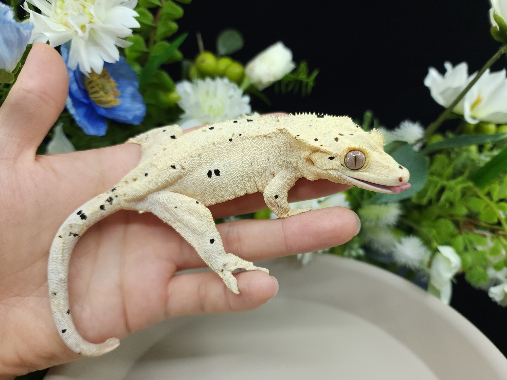 Super Dalmatian Dalmatian