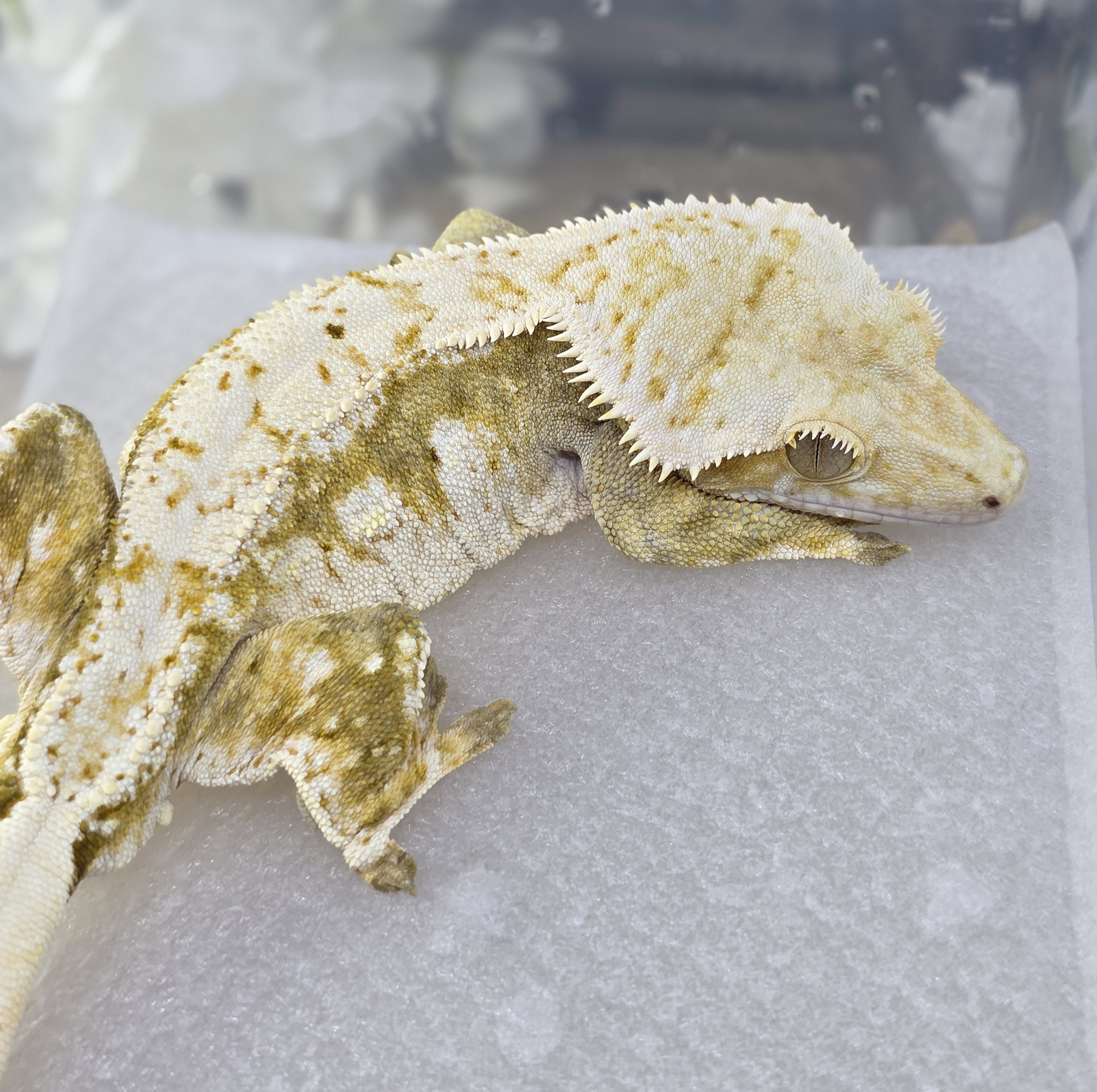 Normal Cream Creamsicle Yellow Drippy White Spot