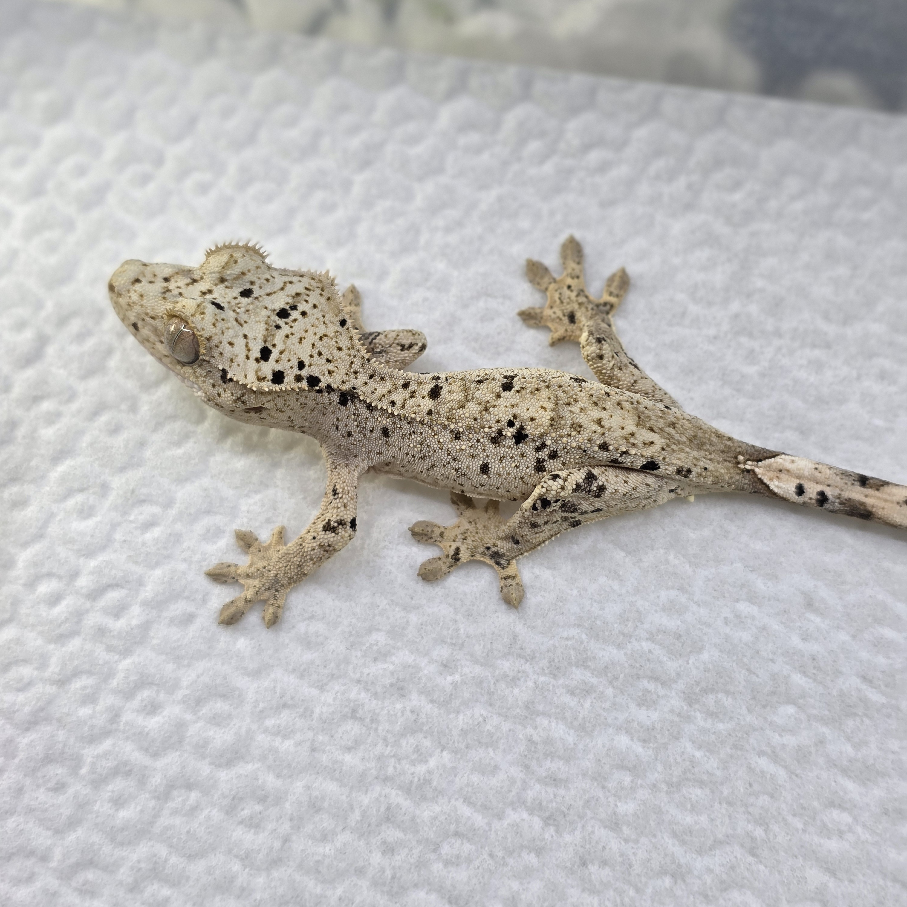 Super Dalmatian Dalmatian