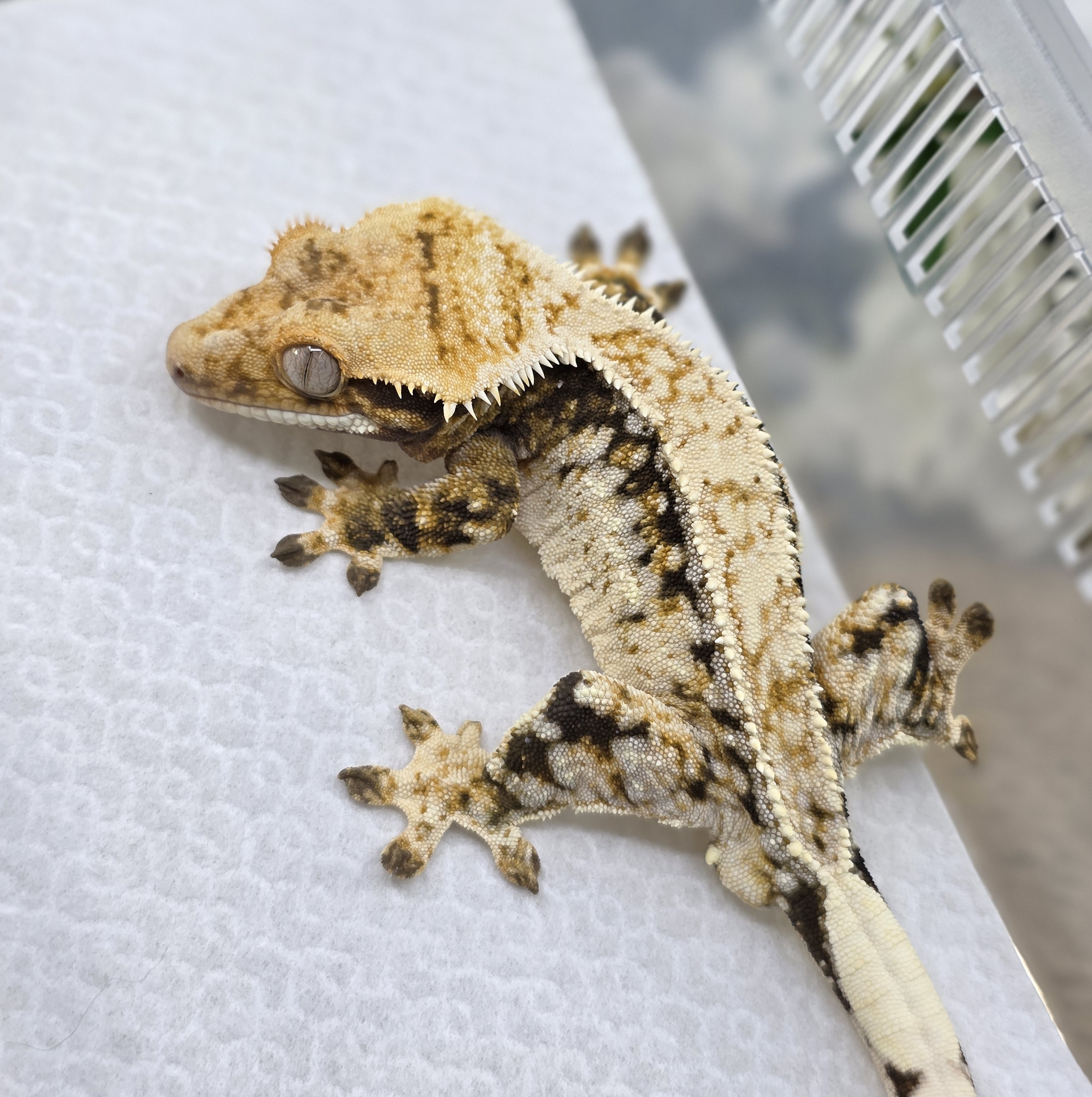 Normal Tri Drippy White Spot Quad Pinstripe