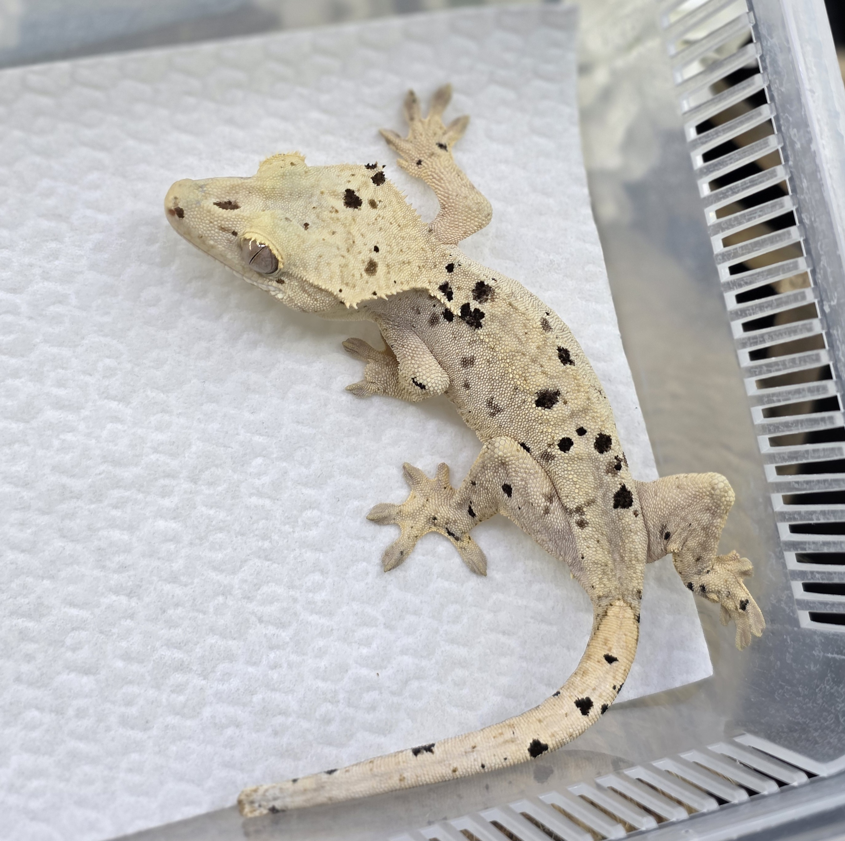 Dalmatian Super Dalmatian