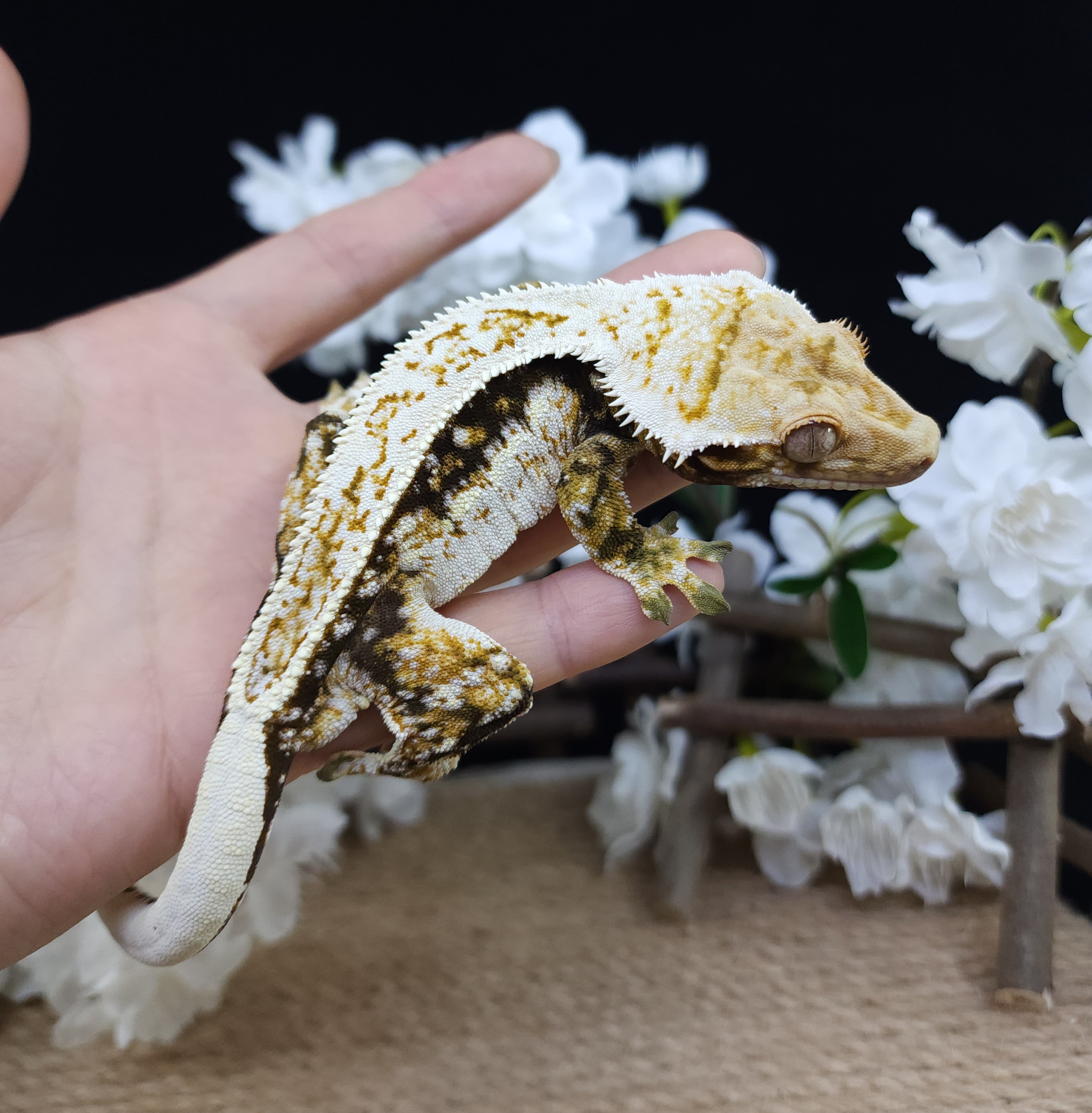 Normal Quad Tri Drippy White Spot White Pin