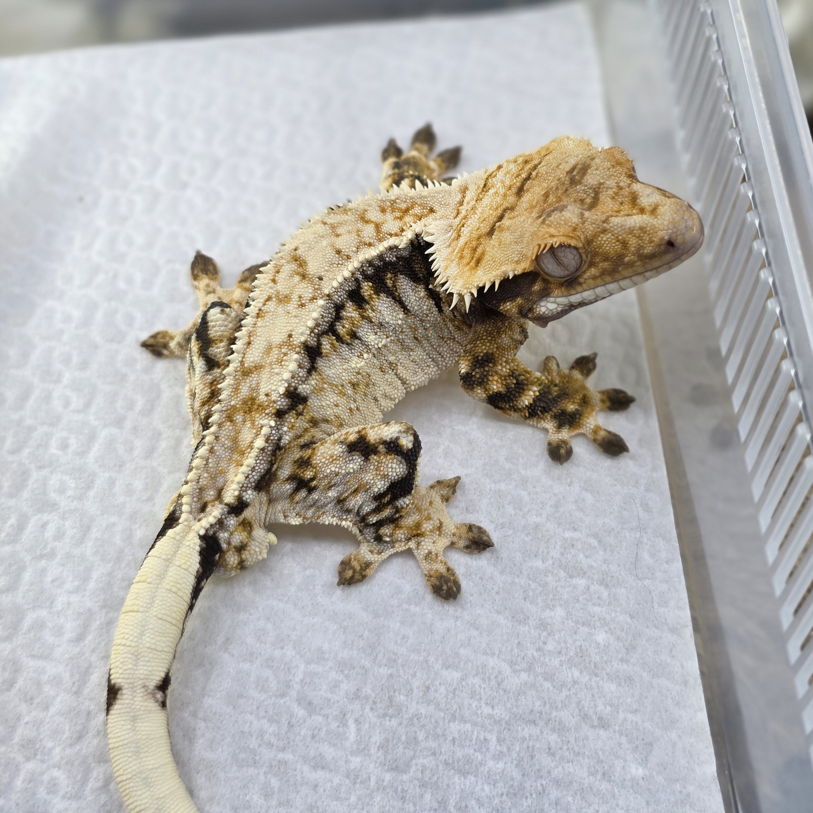 Normal Tri Drippy White Spot Quad Pinstripe