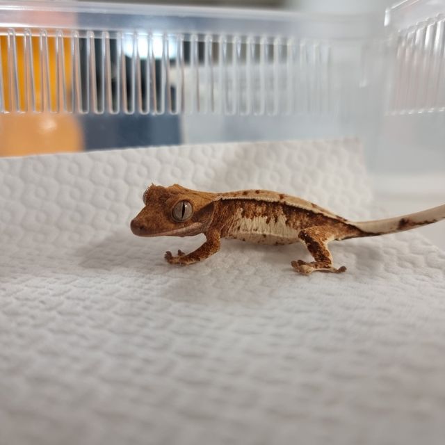 Tangerine Normal White Spot