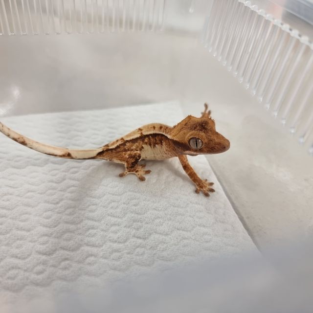 Tangerine Normal White Spot