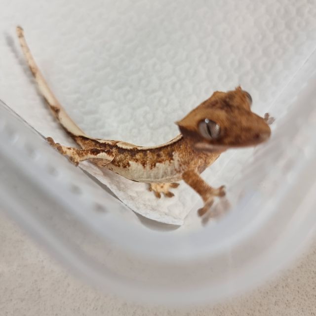 Tangerine Normal White Spot