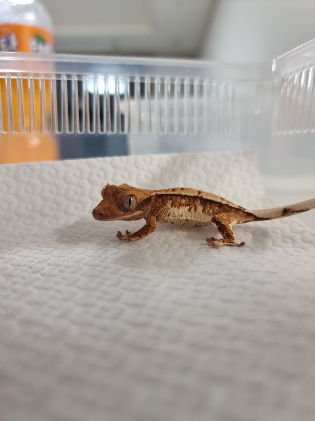 Tangerine Normal White Spot