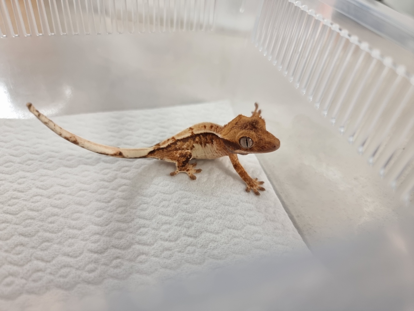 Tangerine Normal White Spot