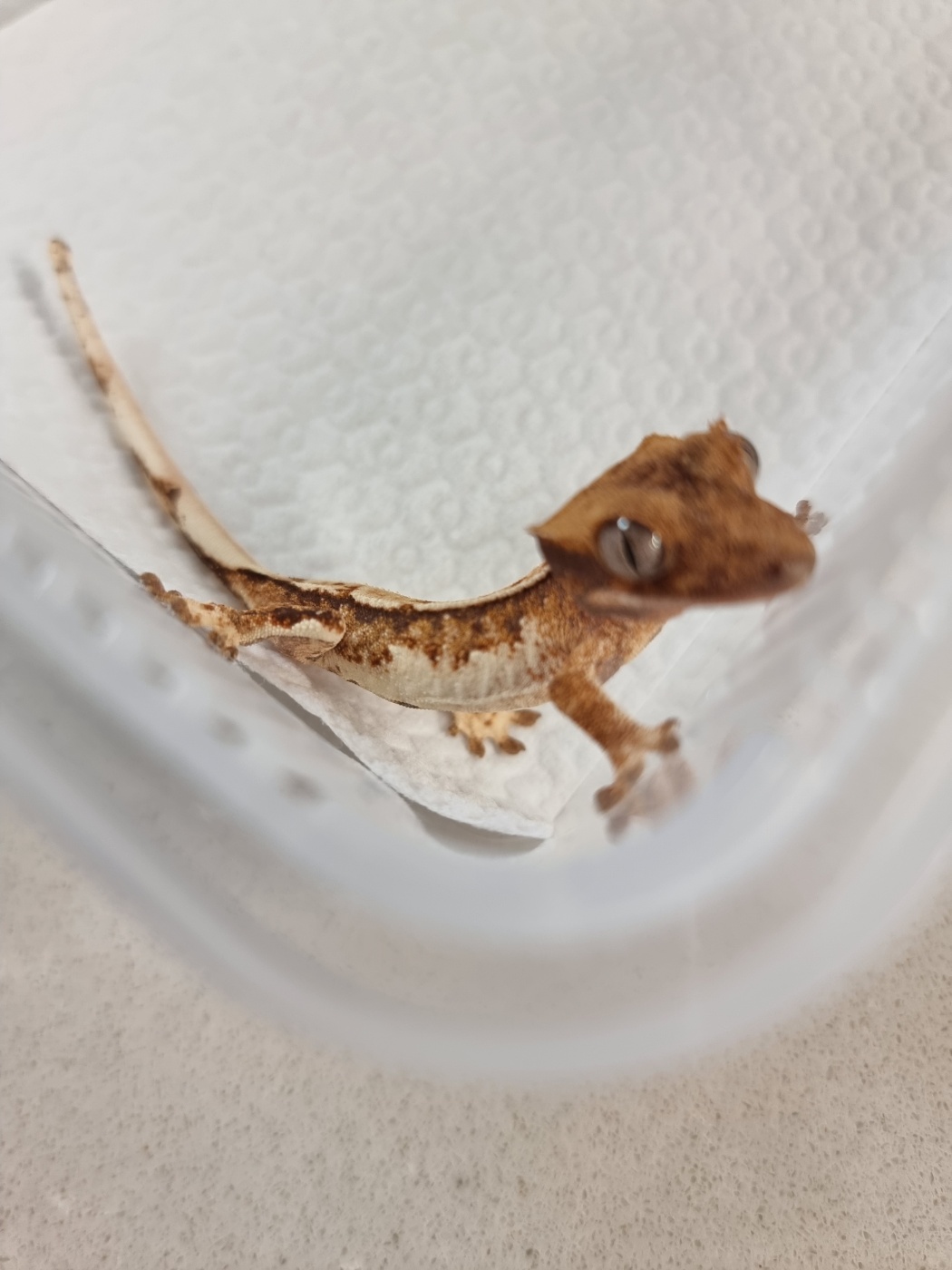 Tangerine Normal White Spot