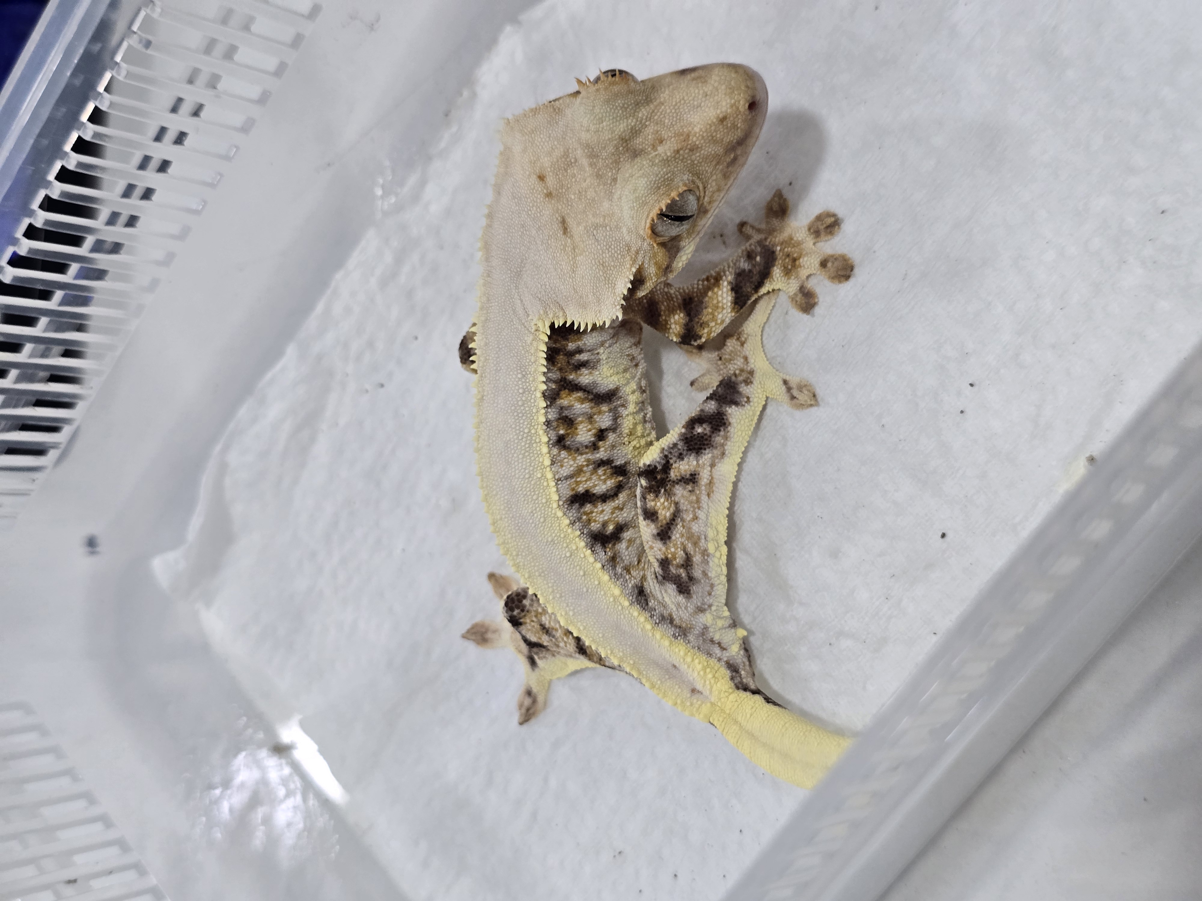 Solid Back Tri Lilly White