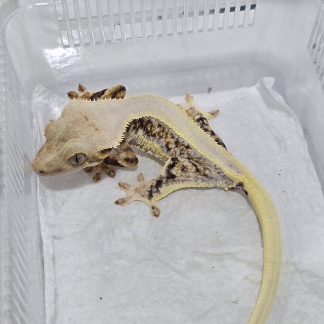 Solid Back Tri Lilly White