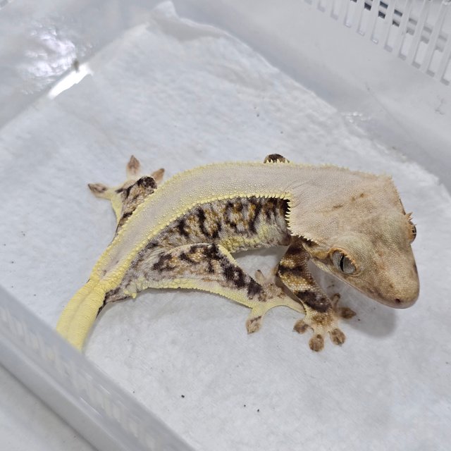 Solid Back Tri Lilly White