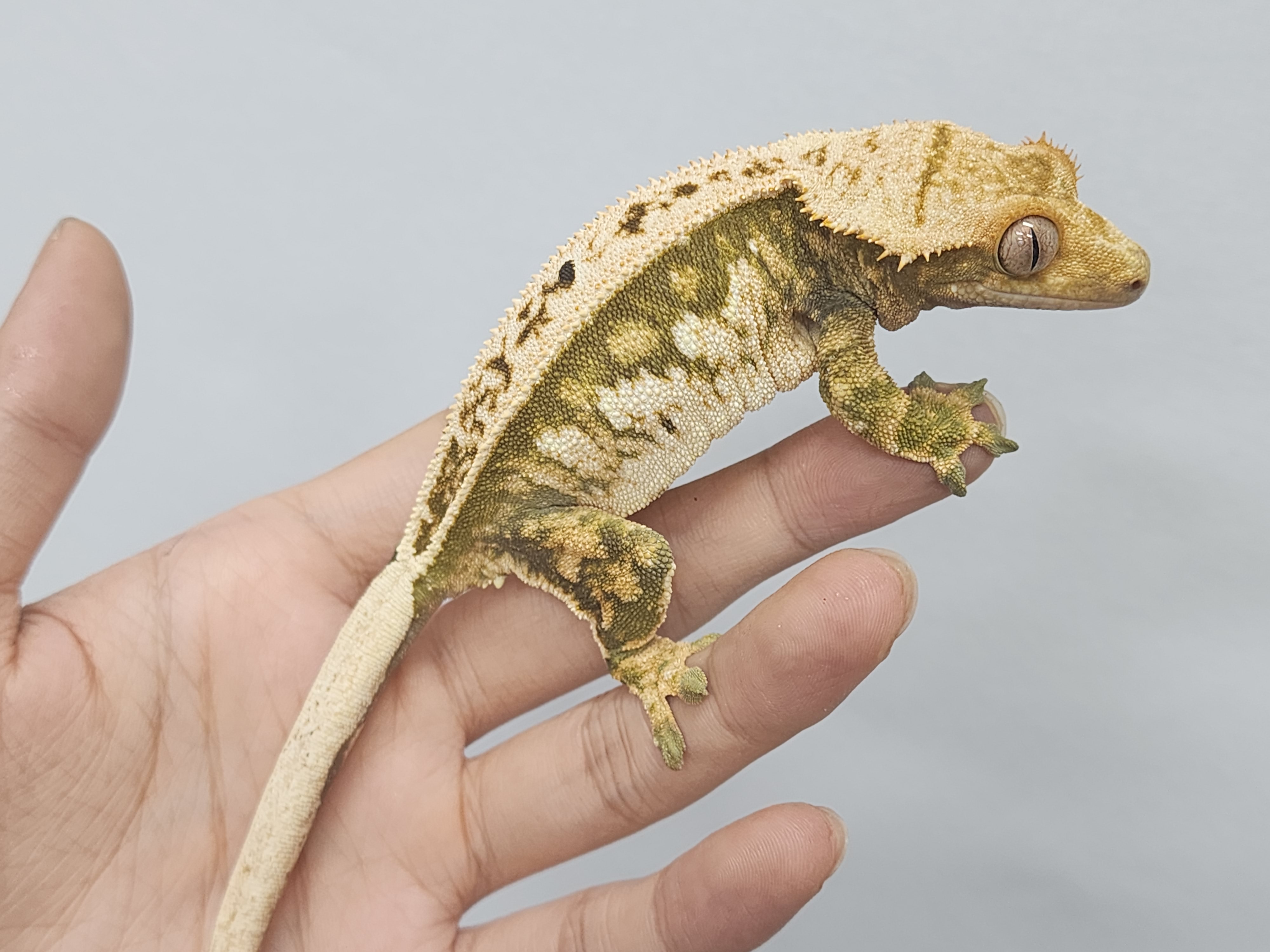 Normal Tri Pinstripe