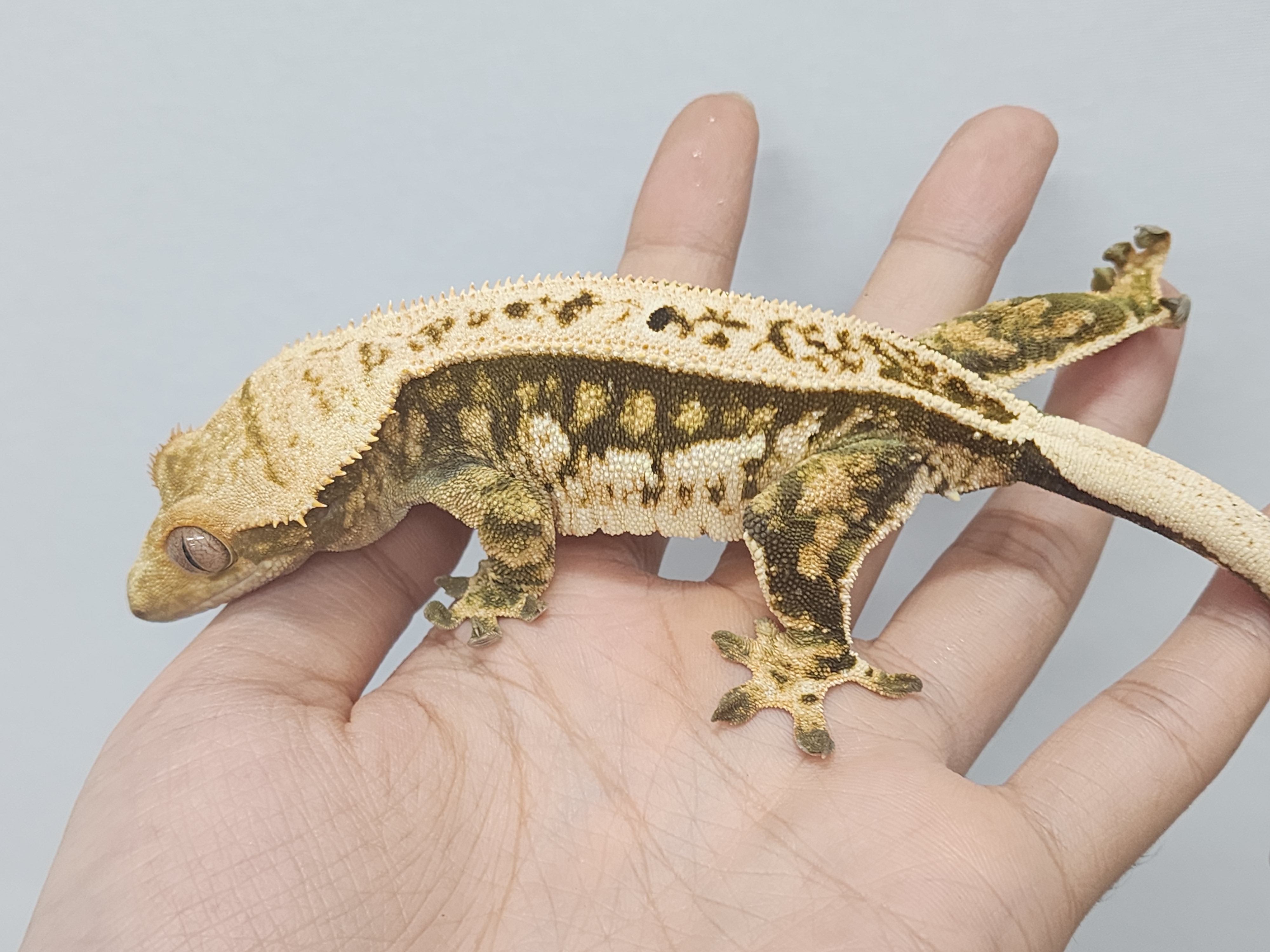 Normal Tri Pinstripe