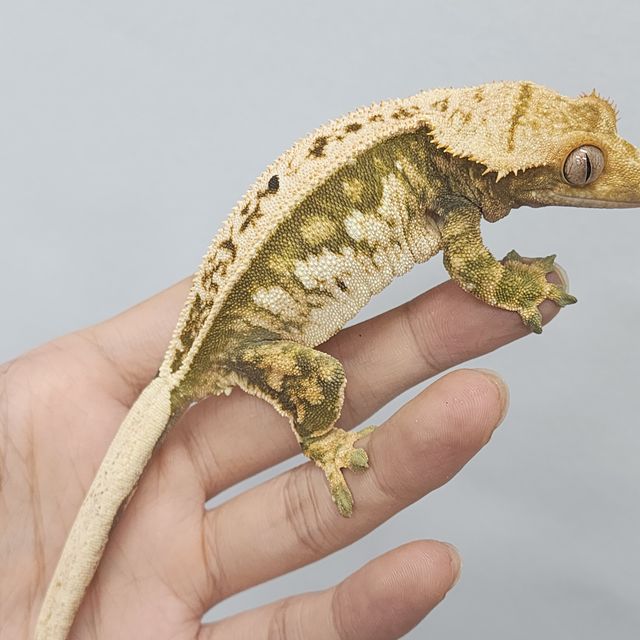 Normal Tri Pinstripe