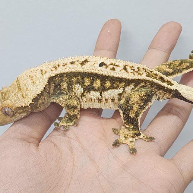 Normal Tri Pinstripe