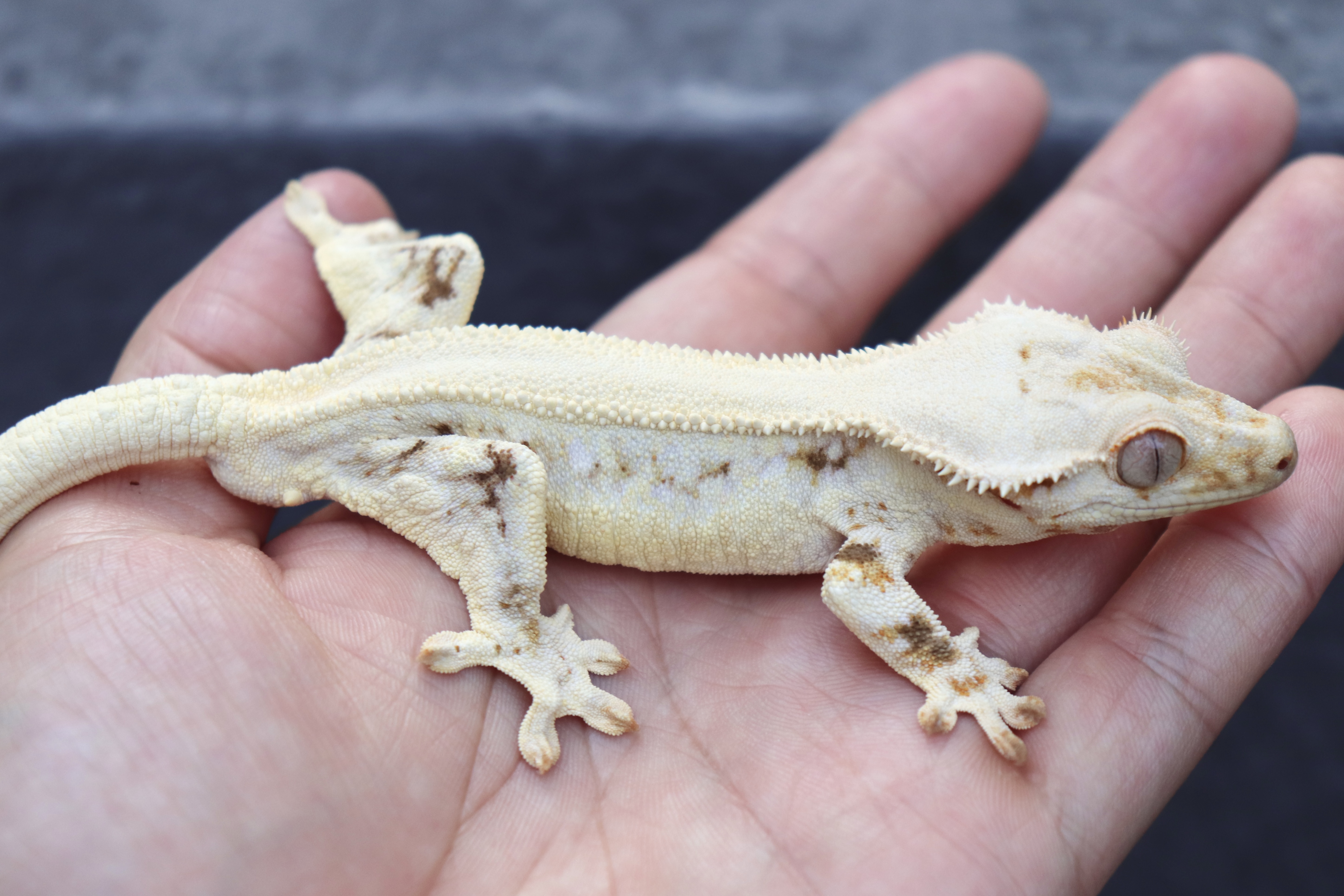 Solid Back Lilly White